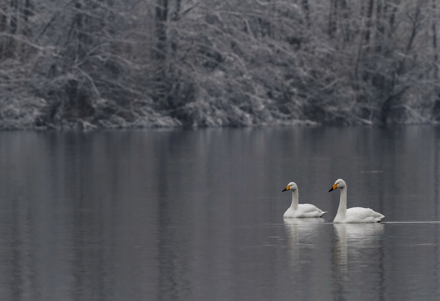 Wintergäste