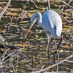 Wintergäste (2) - Der Silberreiher (Ardea alba) ist . . .