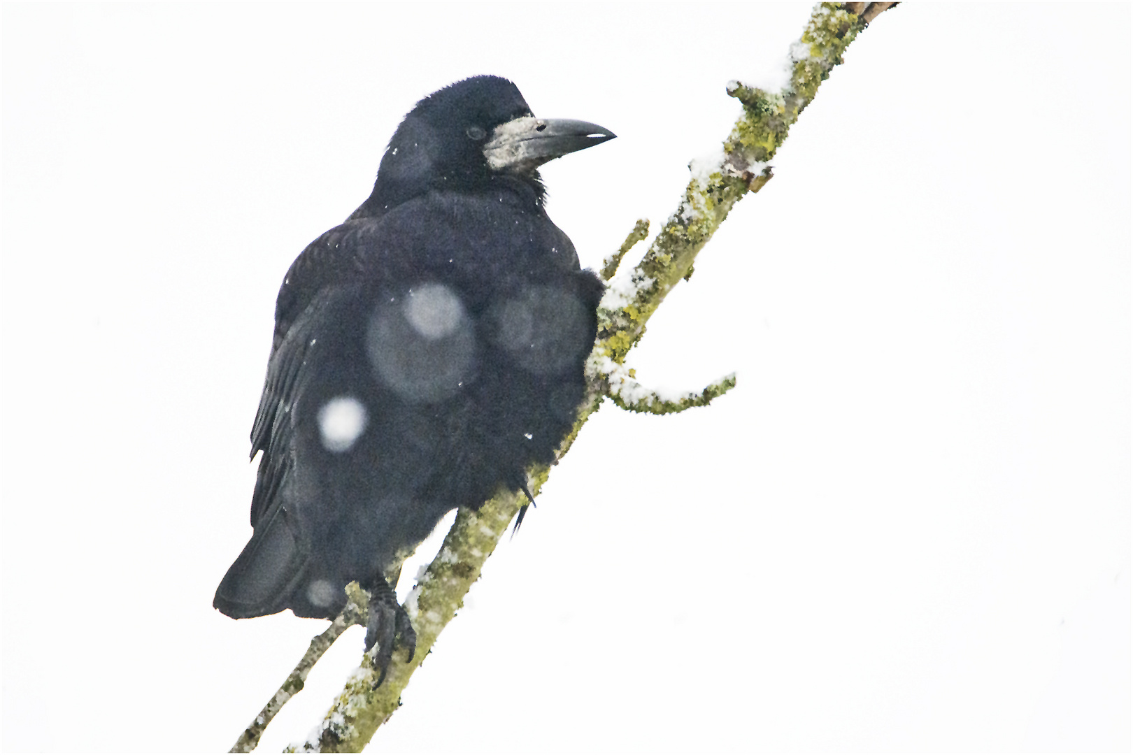 Wintergäste (2) sind die Saatkrähen (Corvus frugilegus) . . .