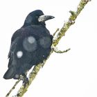 Wintergäste (2) sind die Saatkrähen (Corvus frugilegus) . . .