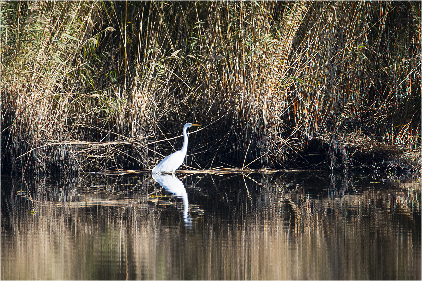  Wintergäste (2) treffen ein! - Silberreiher (Ardea alba) . . .   