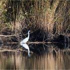  Wintergäste (2) treffen ein! - Silberreiher (Ardea alba) . . .   