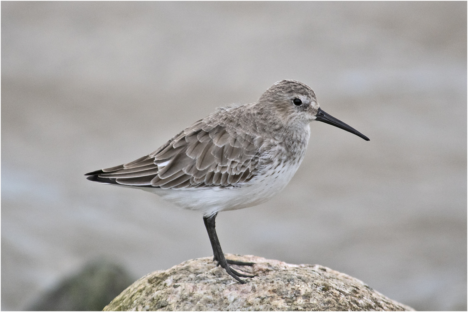  Wintergäste (4) - Die Alpenstrandläufer (Calidris alpina) . . .