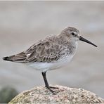  Wintergäste (4) - Die Alpenstrandläufer (Calidris alpina) . . .