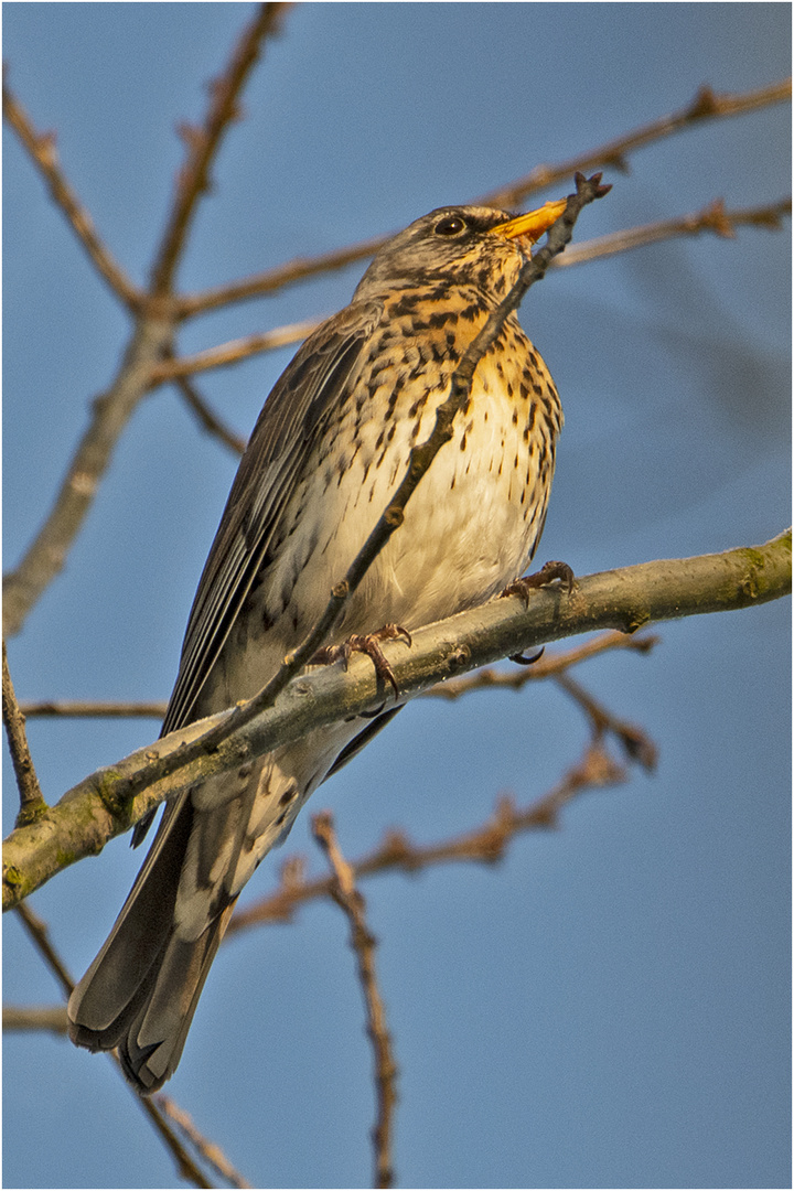 Wintergäste (6) sind die Wacholderdrosseln (Turdus pilaris), . . .