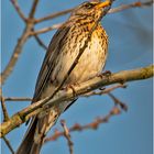 Wintergäste (6) sind die Wacholderdrosseln (Turdus pilaris), . . .