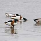 Wintergäste (6) treffen ein!- Die Brandgänse (Tadorna tadorna) . . .