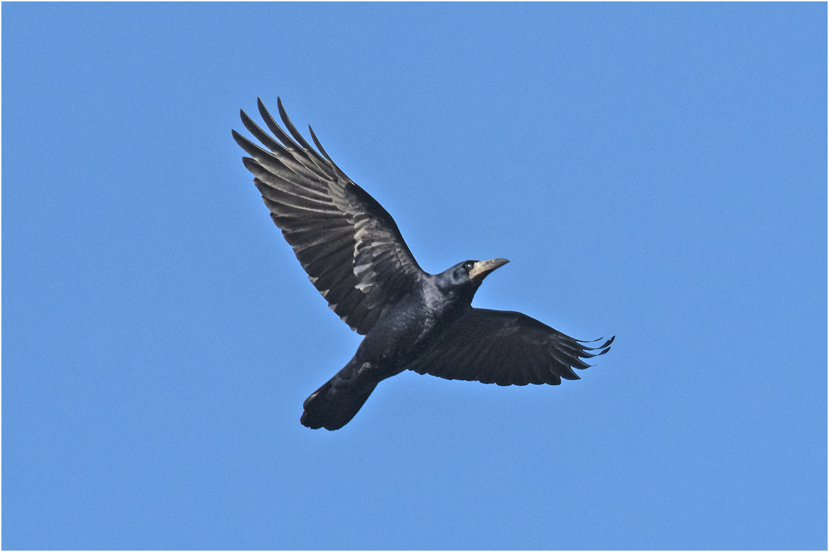 Wintergäste (7) sind die Saatkrähen (Corvus frugilegus), die sich . . .