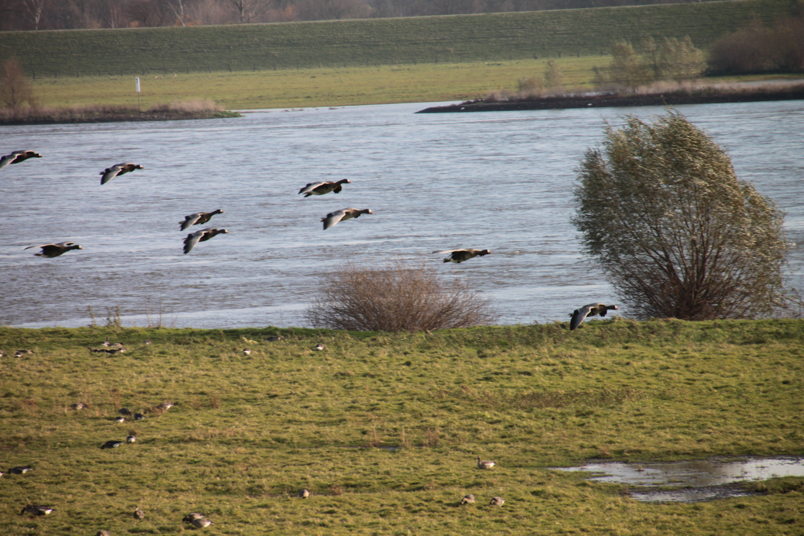 Wintergäste am Niederrhein