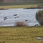 Wintergäste am Niederrhein