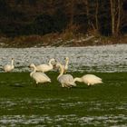 Wintergäste aus Sibirien