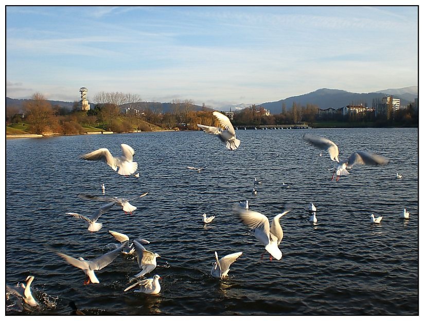 Wintergäste im Seepark