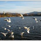 Wintergäste im Seepark