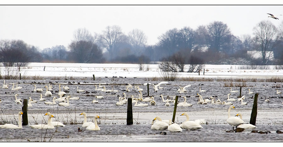 Wintergäste im Teufelsmoor