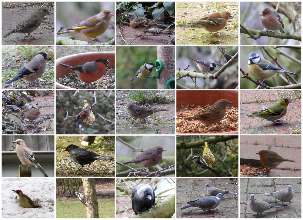 Wintergäste in unserem Garten - Collage