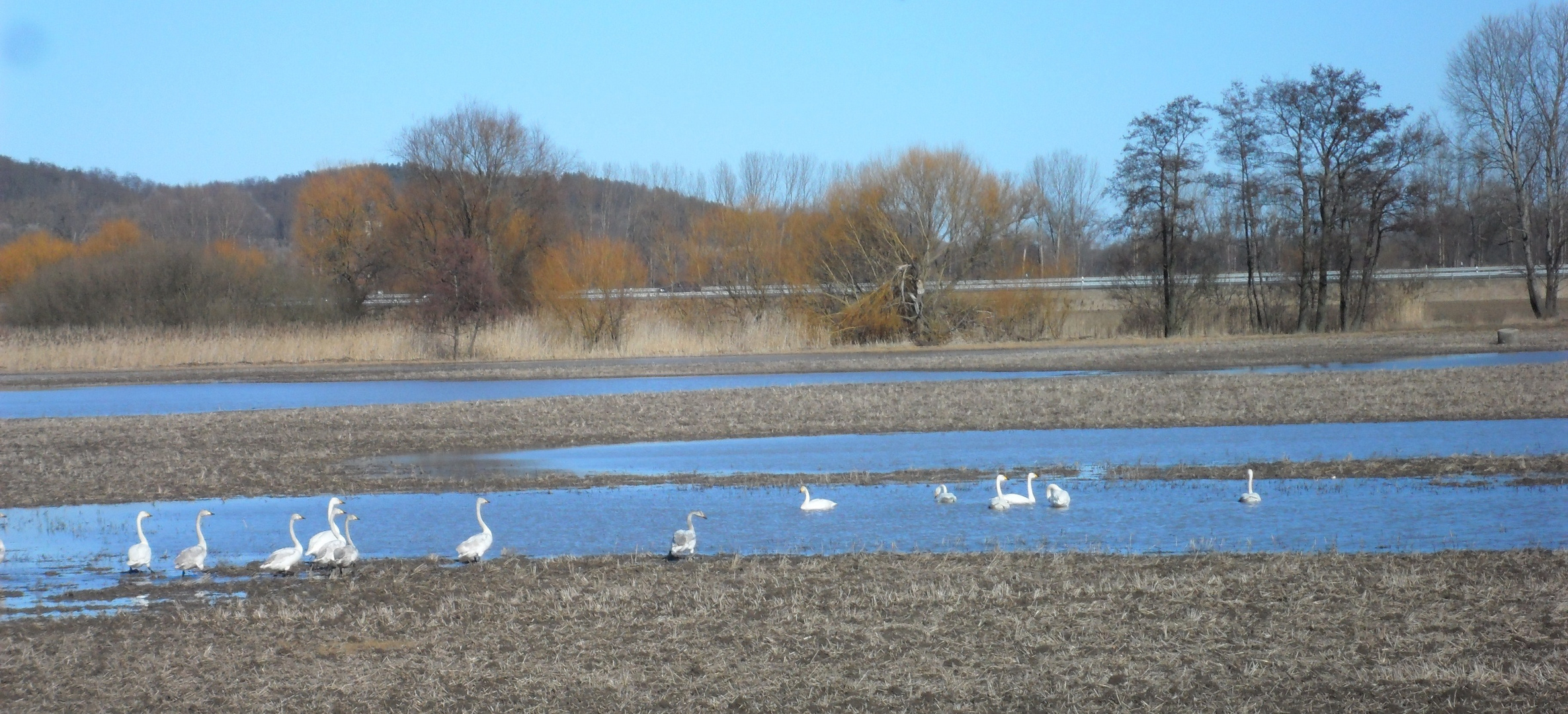 Wintergäste/ Singschwäne