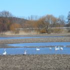 Wintergäste/ Singschwäne