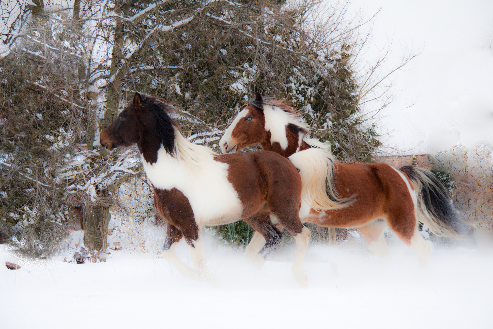 Wintergalopp 2011