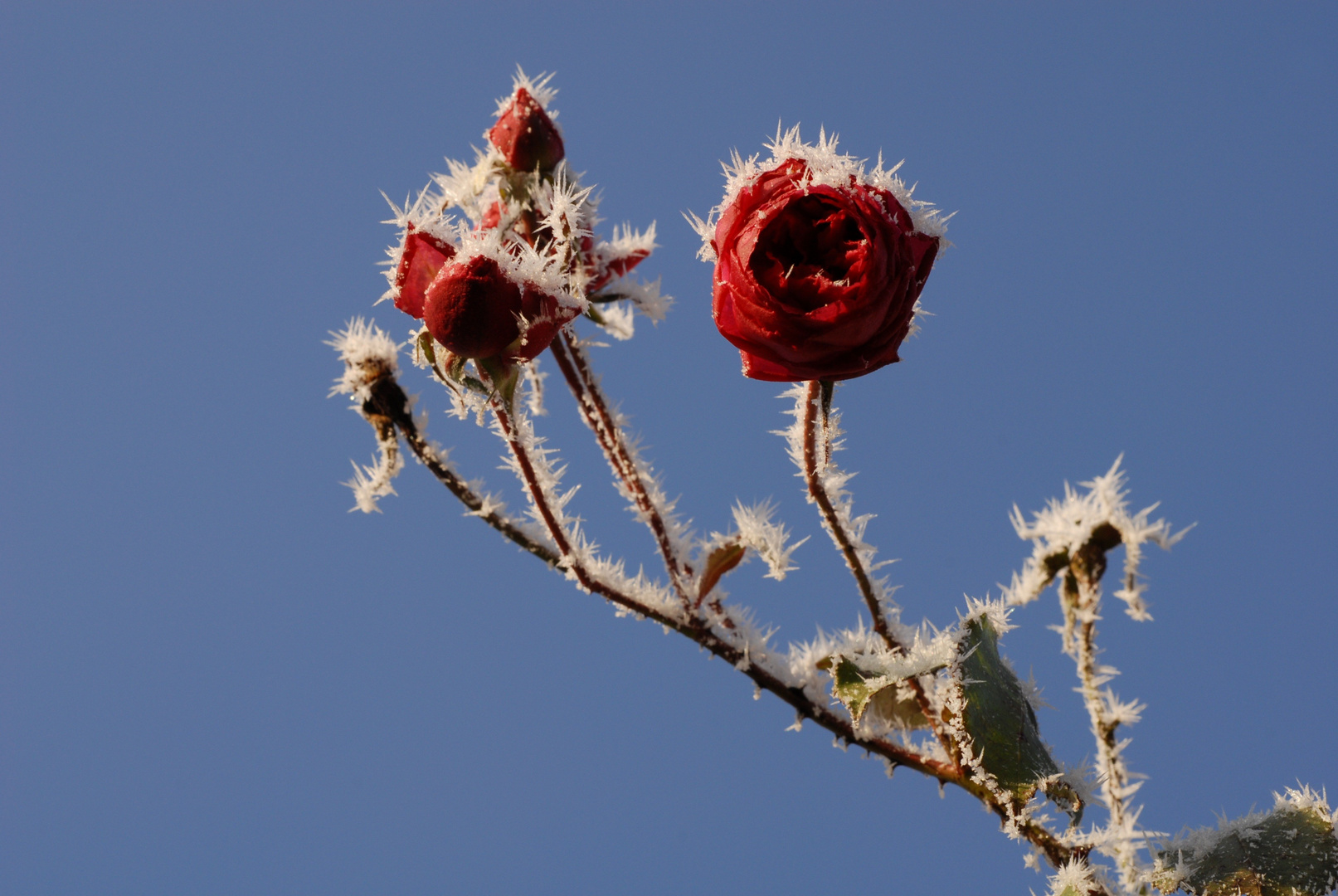 Wintergarten