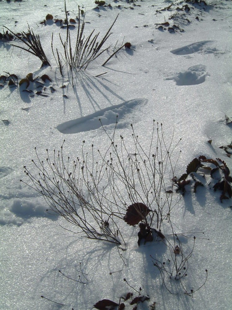 Wintergarten