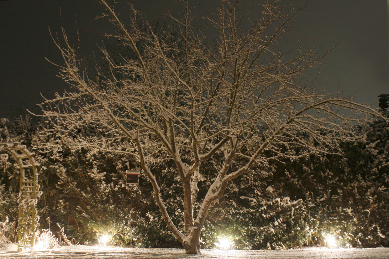 Wintergarten bei Nacht