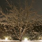 Wintergarten bei Nacht