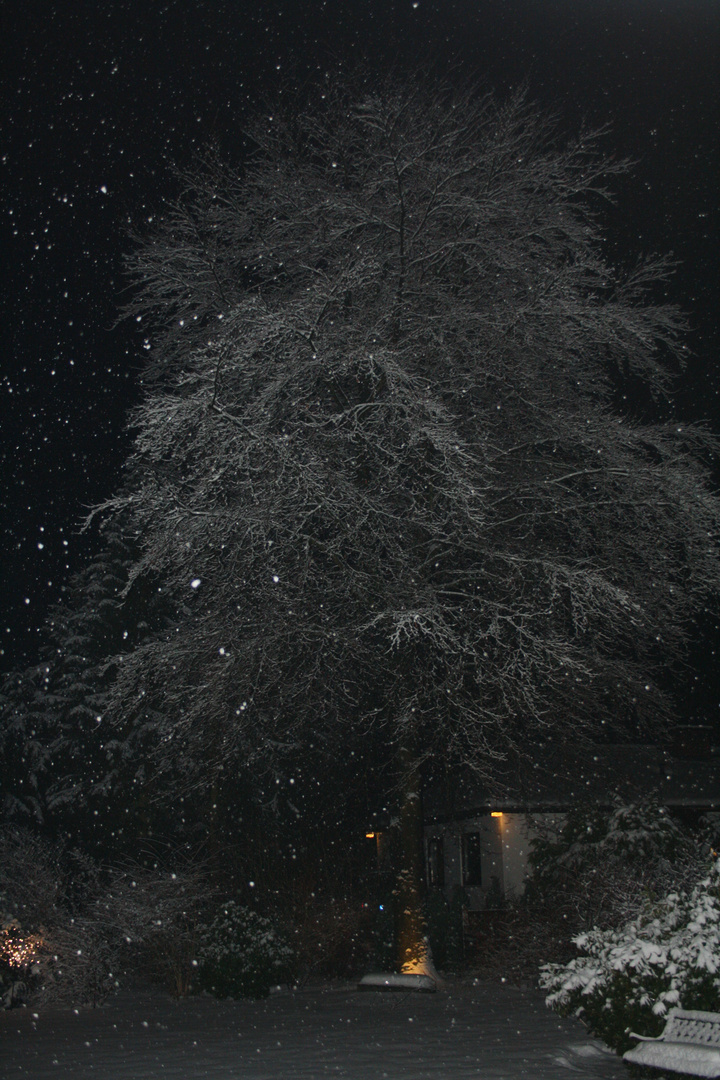 Wintergarten bei Nacht.