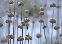 WinterGarten