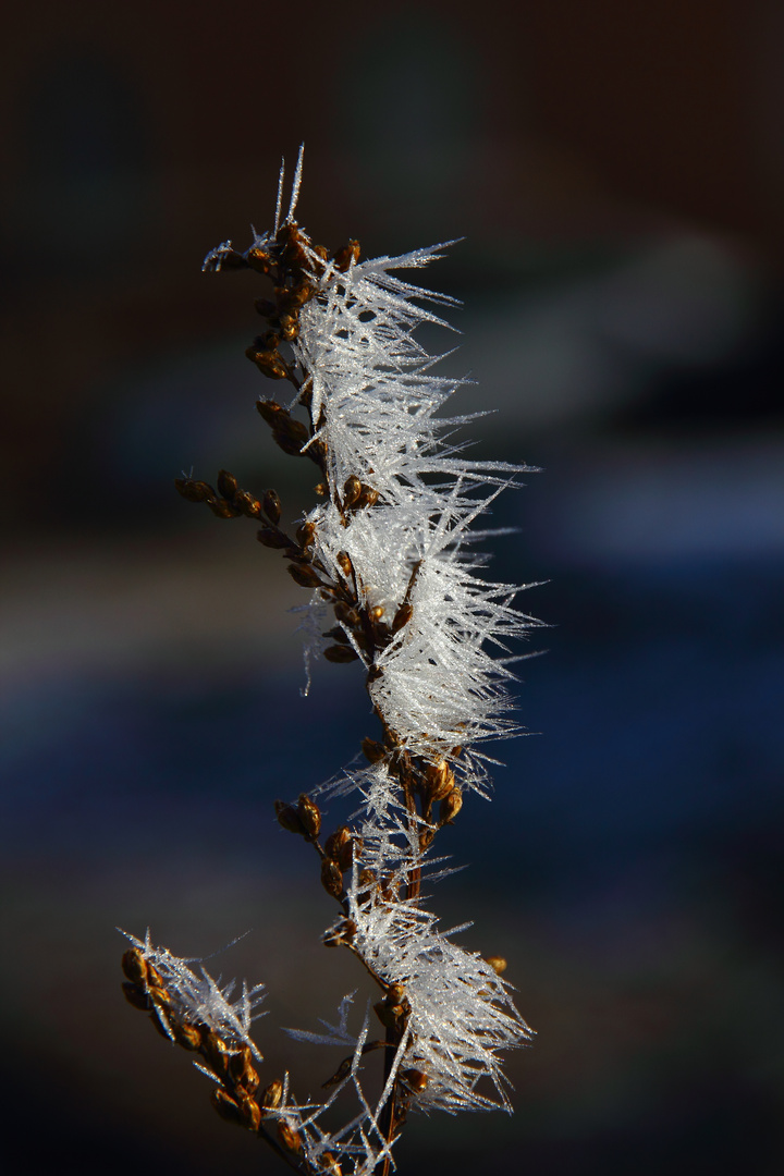 Wintergarten