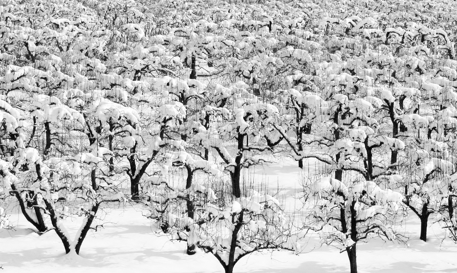 Wintergarten