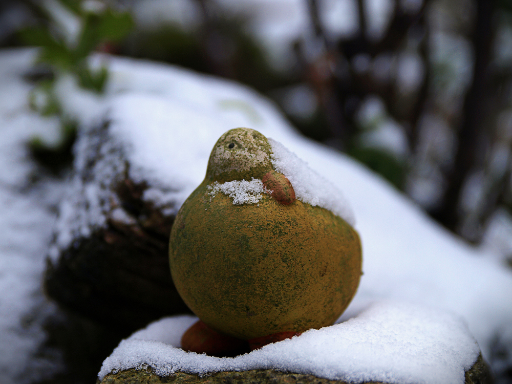 winter|garten-schnee|vogel