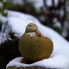 winter|garten-schnee|vogel