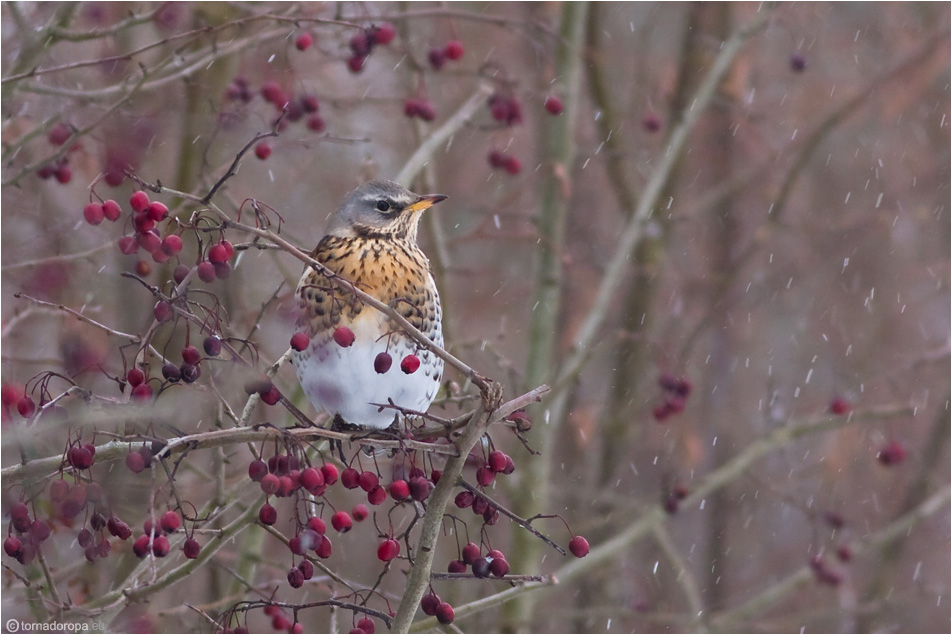 Wintergast