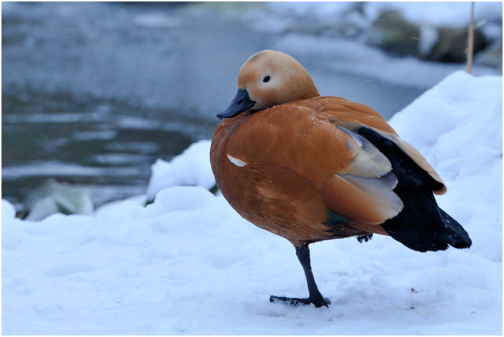 Wintergast Wintergast