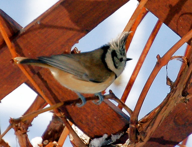 Wintergast am Futterhaus