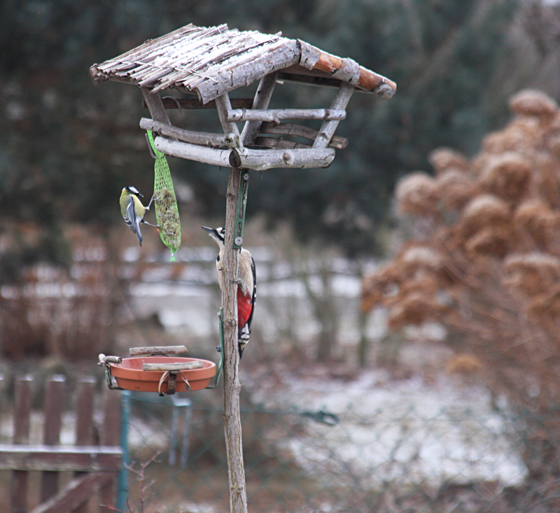 Wintergast am Futterplatz