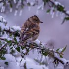 Wintergast für kurze Zeit