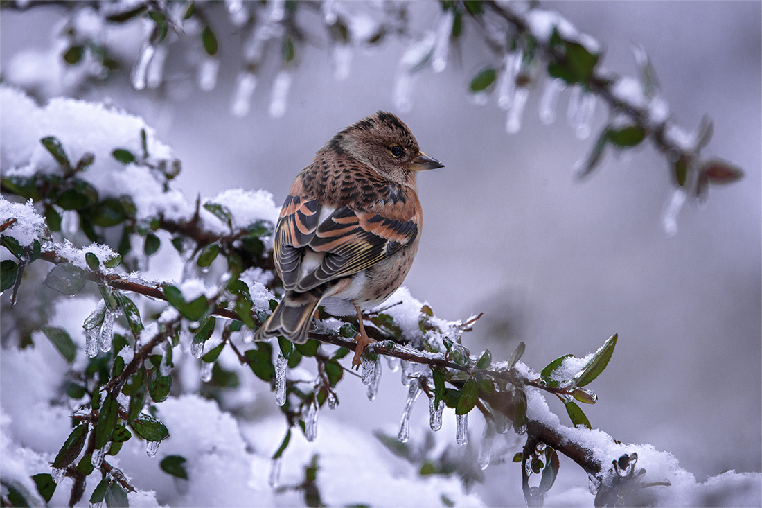 Wintergast für kurze Zeit Farbkorr.