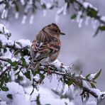 Wintergast für kurze Zeit Farbkorr.