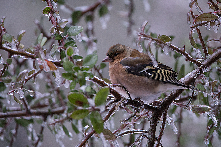 Wintergast im Brutrevier