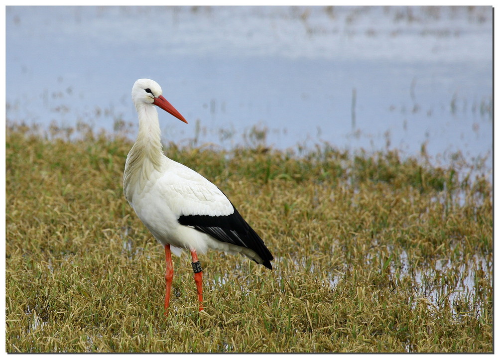 Wintergast im Naturschutzgebiet