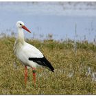 Wintergast im Naturschutzgebiet