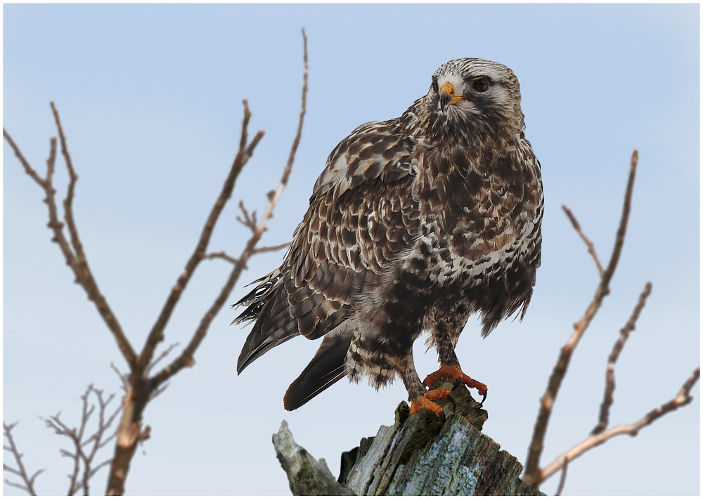 Wintergast - Rauhfußbussard