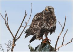 Wintergast - Rauhfußbussard