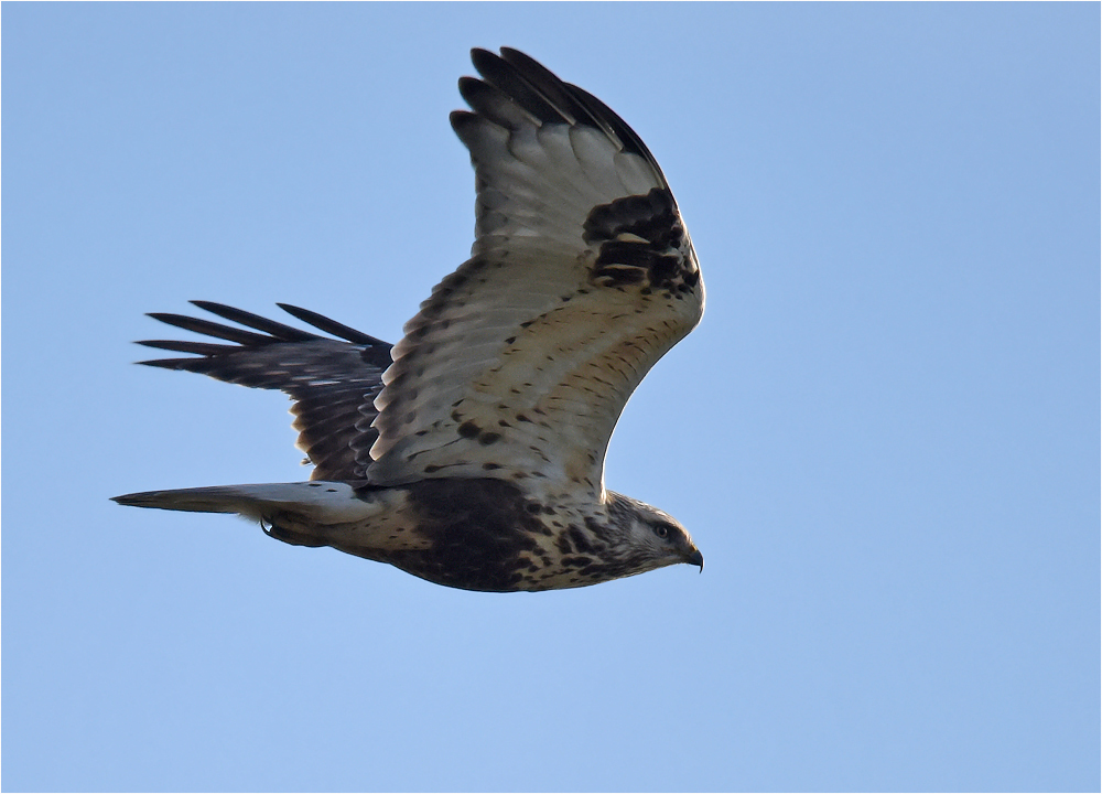 Wintergast Rauhfußbussard