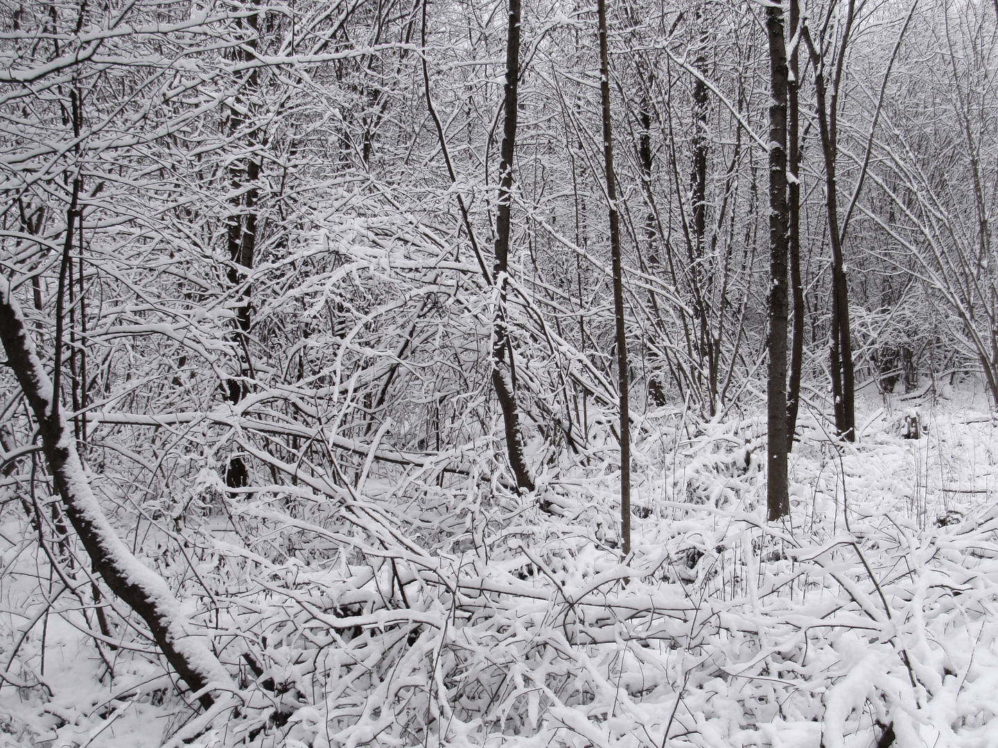 Wintergeäst