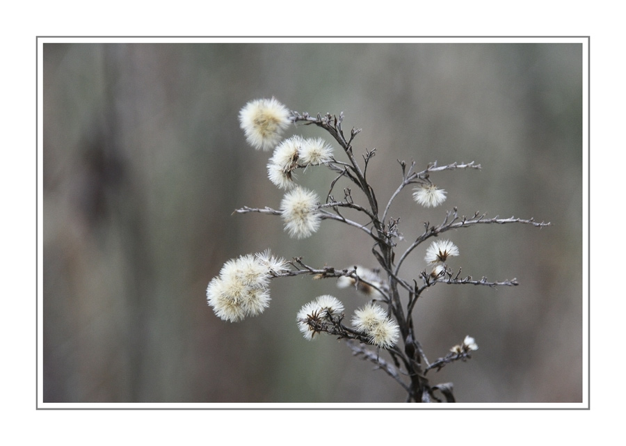 Wintergedanken XIV