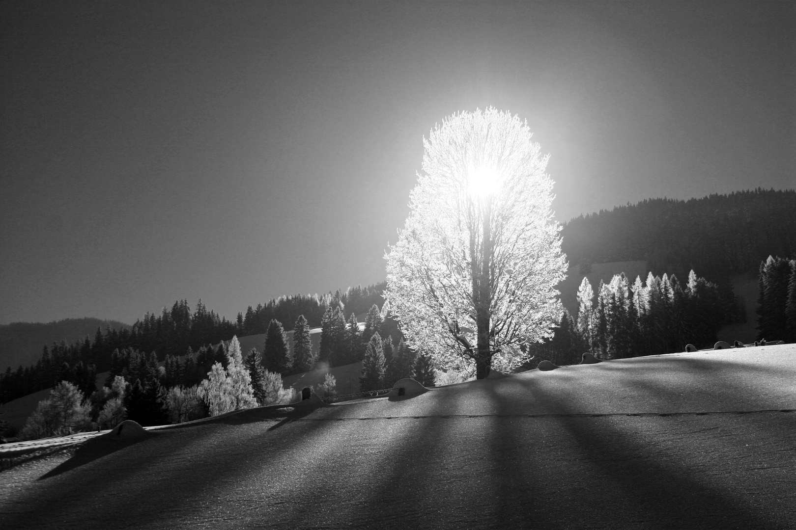 Wintergegenlicht