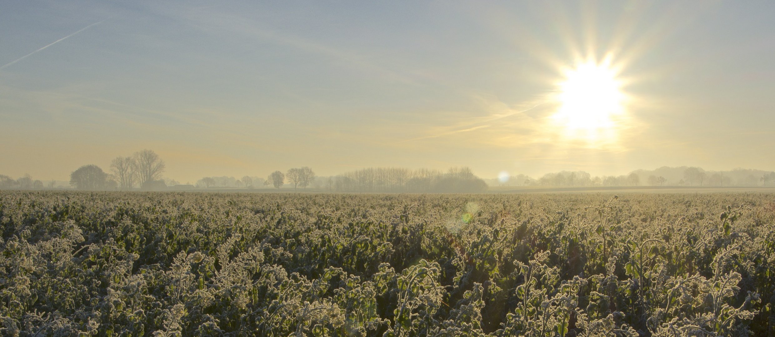 Wintergemüse im frostigen Sonnenaufgang