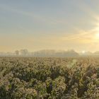 Wintergemüse im frostigen Sonnenaufgang